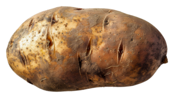 A large potato with brown spots on it - stock .. png