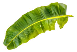 A leafy green banana leaf is shown in its natural state - stock .. png