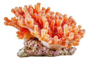 levendig oranje zee ventilator koraal, besnoeiing uit - voorraad .. png