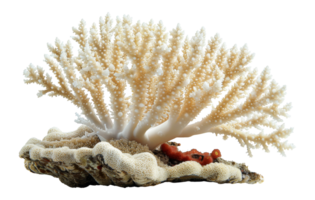 Intricate white coral formation, cut out - stock .. png