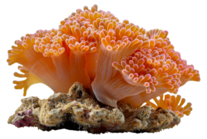 Vibrant orange sea fan coral, cut out - stock .. png