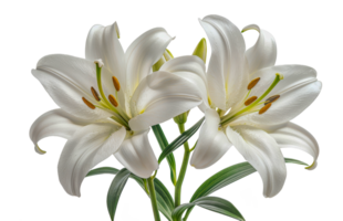 White lily flowers, cut out - stock .. png