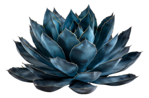 atemberaubend Blau Agave Anlage, Schnitt aus - - Lager . png