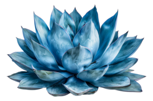 Stunning blue agave plant, cut out - stock . png