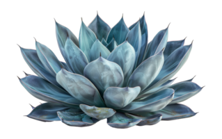 Stunning blue agave plant, cut out - stock . png