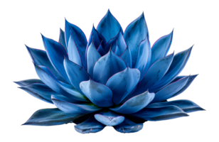 Stunning blue agave plant, cut out - stock . png