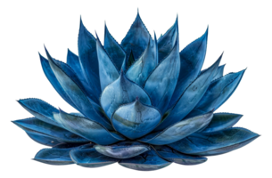 Stunning blue agave plant, cut out - stock . png