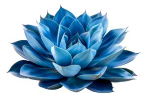 maravilloso azul agave planta, cortar fuera - valores . png