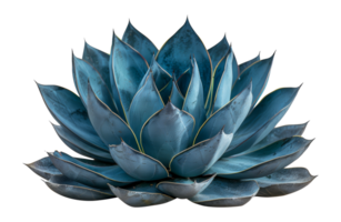 deslumbrante azul agave plantar, cortar Fora - estoque . png