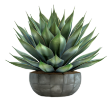 Agave plant in minimalist concrete pot, cut out - stock . png