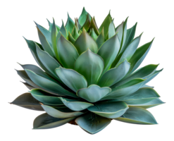 Stunning green plant, cut out - stock . png