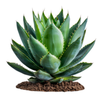 Stunning green plant, cut out - stock . png