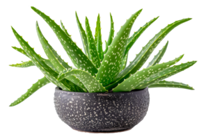 eingetopft Aloe vera Pflanze im dekorativ Keramik Topf, Schnitt aus - - Lager . png