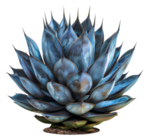 verbijsterend blauw agave plant, besnoeiing uit - voorraad . png