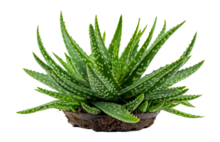 Aloe vera plant in natural soil, cut out - stock . png