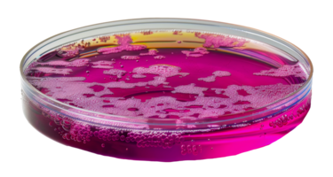 Pink bacterial growth in a petri dish for scientific study, cut out - stock . png