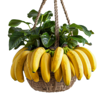 Hanging ripe bananas in a bamboo basket with green leaves, cut out - stock . png