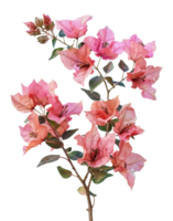 Vibrant pink bougainvillea flowers, cut out - stock .. png