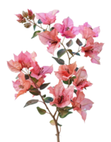 beschwingt Rosa Bougainvillea Blumen, Schnitt aus - - Lager .. png