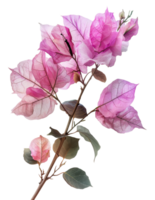alto bouganville pianta con viola fiori, tagliare su - azione .. png