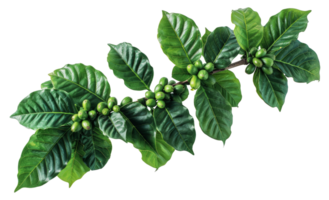 Green coffee plant leaves with berries, cut out - stock .. png