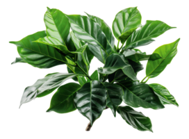 Green coffee plant leaves, cut out - stock .. png