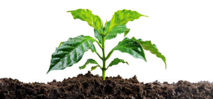 Green coffee plant leaves, cut out - stock .. png