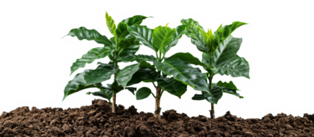 Green coffee plant leaves, cut out - stock .. png