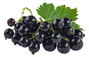 Juicy black currants with green leaf, cut out - stock .. png