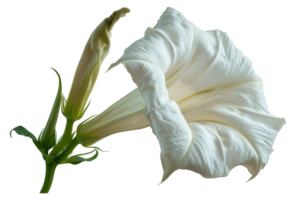 Elegant white datura flower with leaves, cut out - stock . png