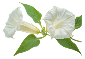 Elegant white datura flower with leaves, cut out - stock . png