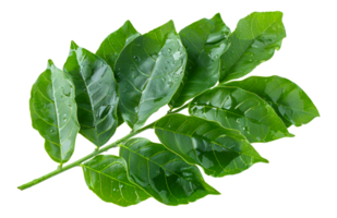 Fresh green leaves with water droplets, cut out - stock . png