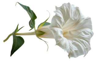 Elegant white datura flower with leaves, cut out - stock . png