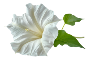 elegante bianca datura fiore con foglie, tagliare su - azione . png