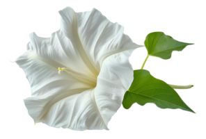 Elegant white datura flower with leaves, cut out - stock . png