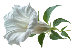 Elegant white datura flower with leaves, cut out - stock . png