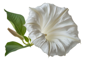 Elegant white datura flower with leaves, cut out - stock . png
