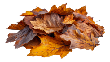 Pile of dry autumn leaves with rich textures and colors, cut out - stock . png