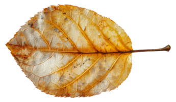 Detailed texture of a single autumn leaf against, cut out - stock . png