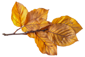 Autumn leaves with detailed veins and vibrant colors, cut out - stock . png