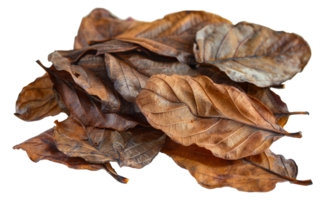 Pile of dry autumn leaves with rich textures and colors, cut out - stock . png
