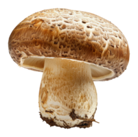 close of a fresh porcini mushroom, cut out - stock . png