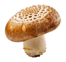 fechar do uma fresco Porcini cogumelo, cortar Fora - estoque . png