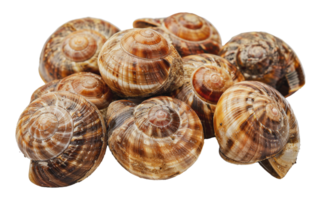 Group of garden snails showing diverse shell patterns, cut out - stock . png