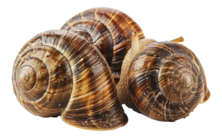 Group of garden snails showing diverse shell patterns, cut out - stock . png