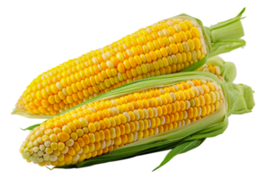 Two ears of vibrant yellow corn with green husks, ideal for healthy cooking, cut out - stock .. png