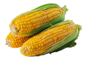 Two ears of vibrant yellow corn with green husks, ideal for healthy cooking, cut out - stock .. png