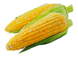 Two ears of vibrant yellow corn with green husks, ideal for healthy cooking, cut out - stock .. png