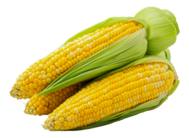 Two ears of vibrant yellow corn with green husks, ideal for healthy cooking, cut out - stock .. png