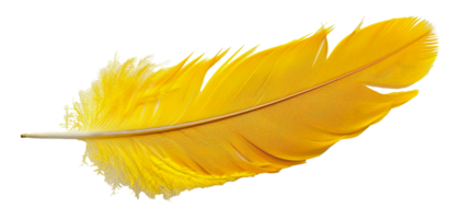 Vibrant yellow feather, cut out - stock .. png